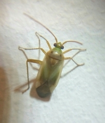 Adelphocoris
