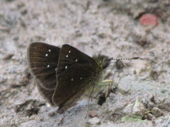 Piruna purepecha