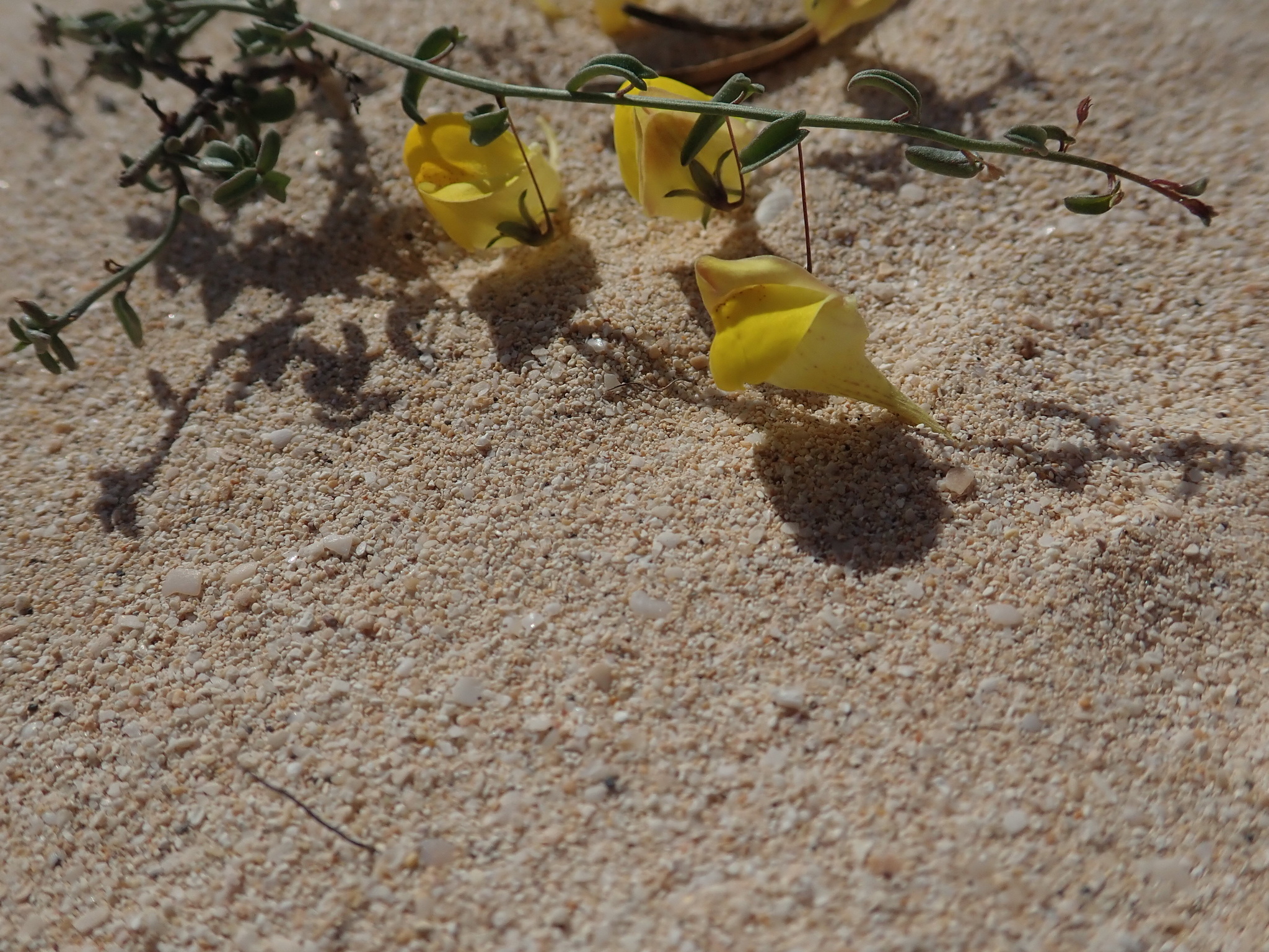Nanorrhinum heterophyllum