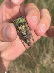 Megatibicen pronotalis