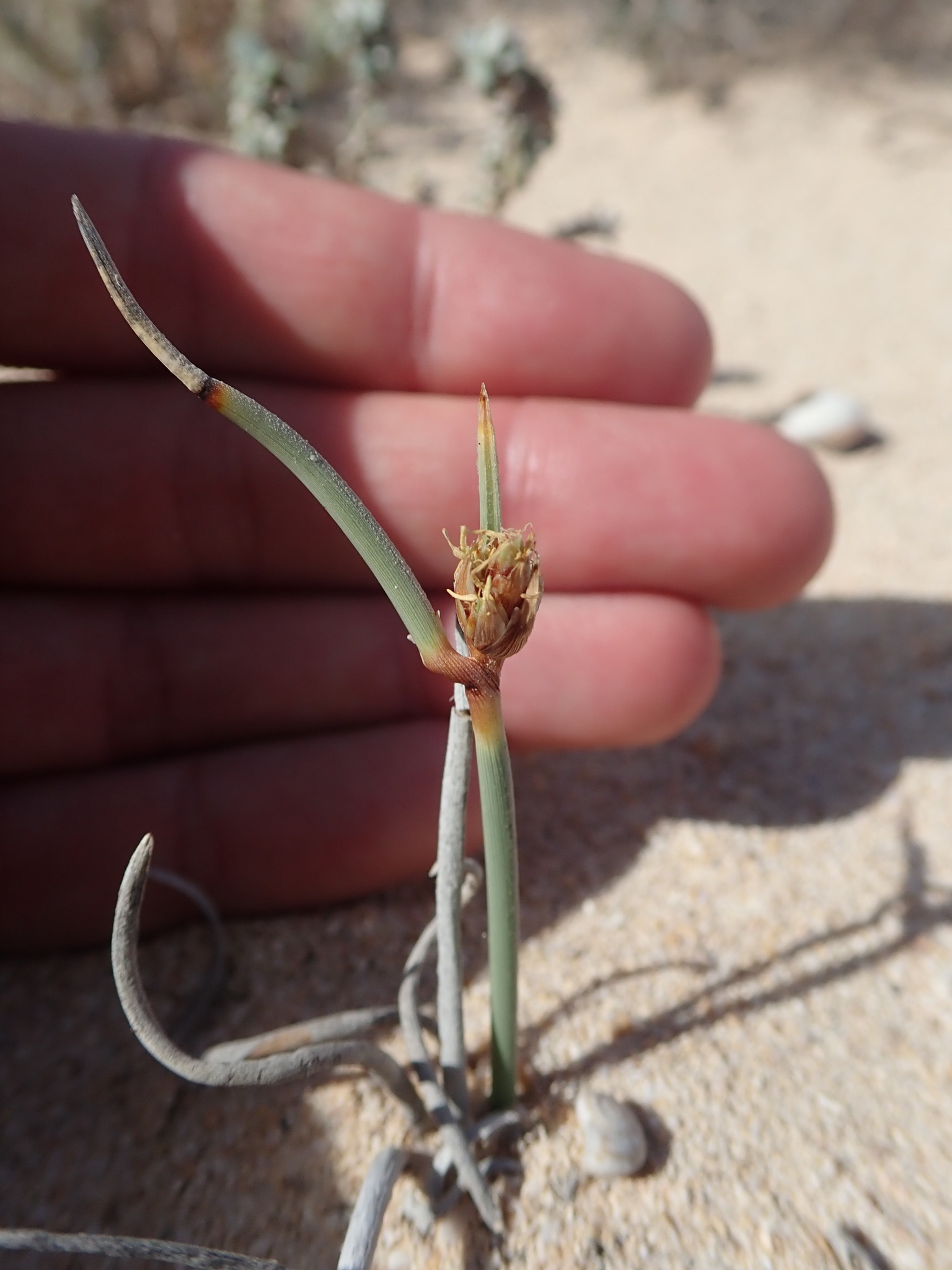 Cyperus capitatus