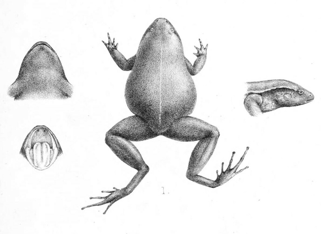 Papua Frogs