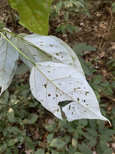 Laurel Maple (Acer laurinum)