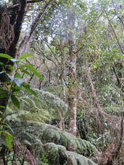 Phyllocladus trichomanoides