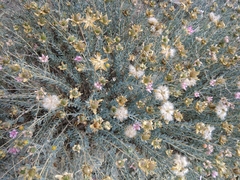 Reaumuria alternifolia