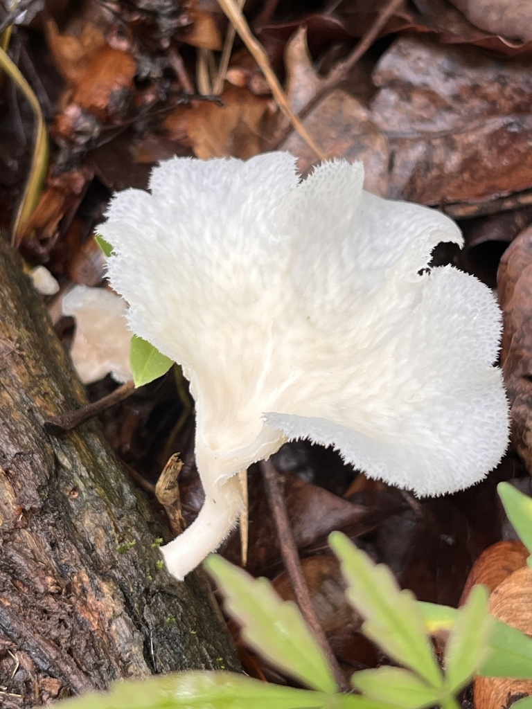 Favolus brasiliensis · February 2025 · photo: © mariobarroso (iNaturalist, cc-by)