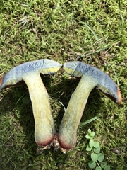 Boletus subluridellus
