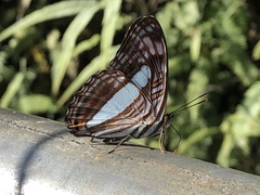 Adelpha iphiclus