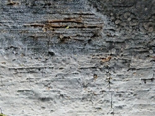 Botryobasidium vagum observed 2025-02-01