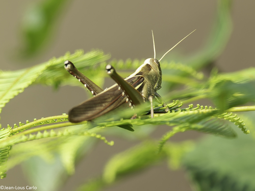 Green tree locust
