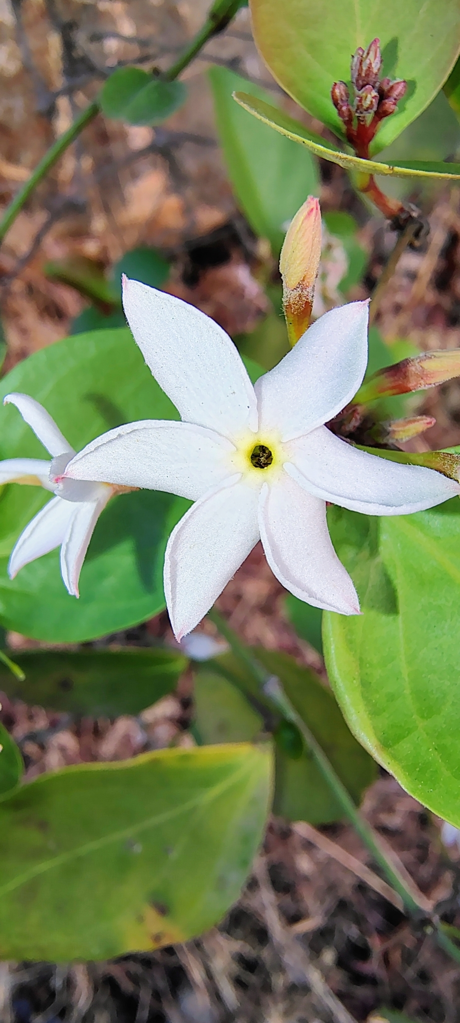 Imagem de Carambola-de-espinho