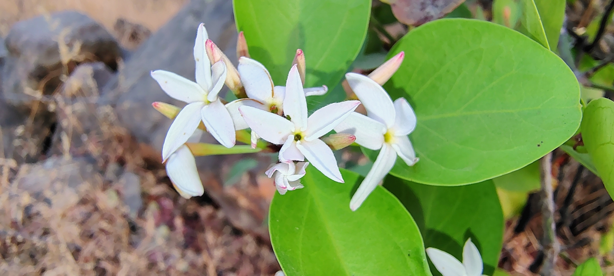 Imagem de Carambola-de-espinho