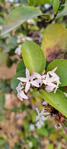Foto de Carambola-de-espinho