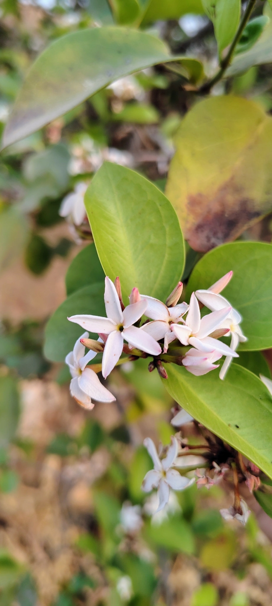 Imagem de Carambola-de-espinho