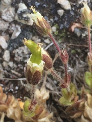 Cerastium nigrescens