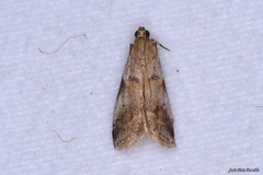 Acrobasis glaucella
