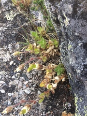 Cerastium nigrescens