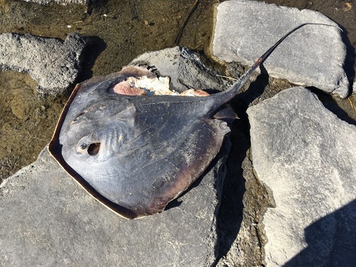 Brown stingray (Hemitrygon akajei) — Dasyatidae — 3