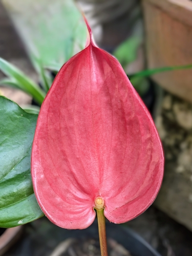 Image of Anthurium andraeanum by no rights reserved
