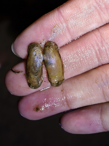Uninovaculina chinensis