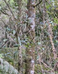 Phyllocladus trichomanoides