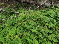 Chaerophyllum hirsutum