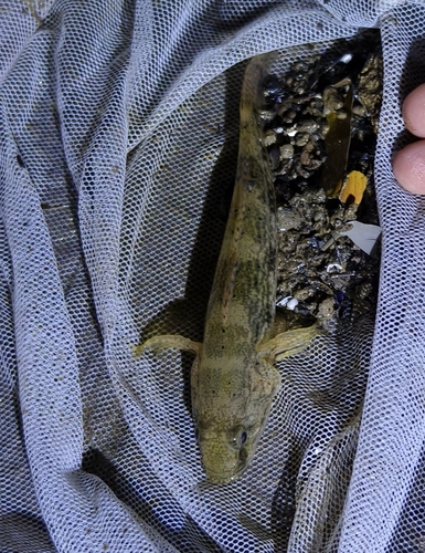 Olive Goby