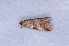 Acrobasis glaucella