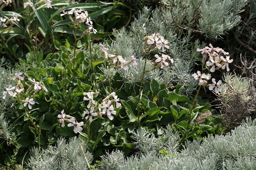 Silene rothmaleri