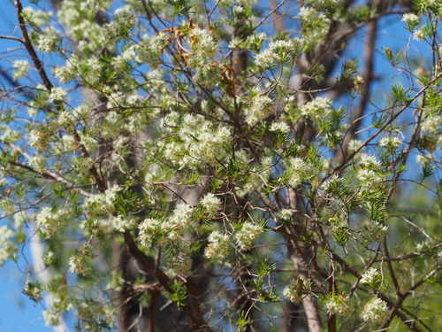 Image of Verticordia cunninghamii by (c) gwynmwilliams, some rights reserved (CC BY)