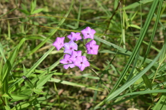 Phlox glaberrima interior
