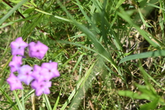 Phlox glaberrima interior