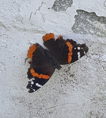 Vanessa atalanta