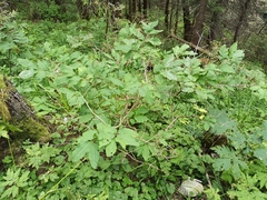 Lonicera nigra