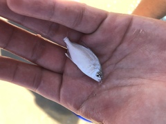 Trachinotus