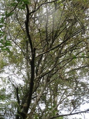 Phyllocladus trichomanoides