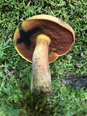 Boletus subluridellus