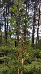 Cleome magnifica