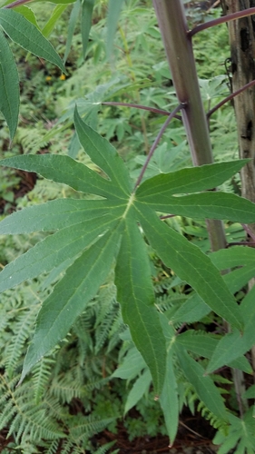 Image of Cleome magnifica by (c) Alan Rockefeller, some rights reserved (CC BY)
