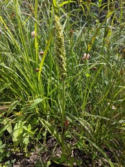 Platanthera aquilonis