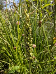 Platanthera aquilonis