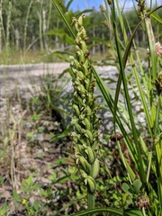 Platanthera aquilonis