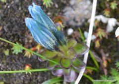 Gentiana venusta