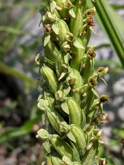 Platanthera aquilonis