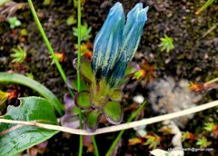 Gentiana venusta