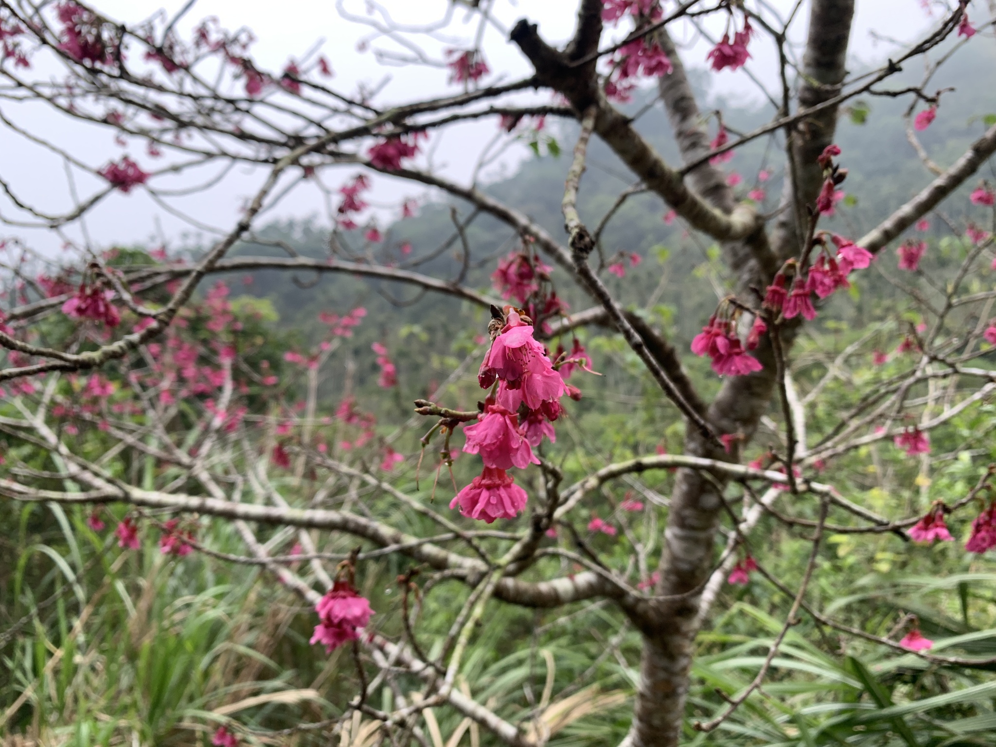 Imagem de Cerejeira-do-japão