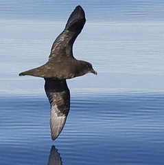 Great-Winged Petrel photo 2