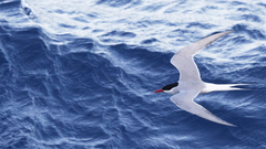 Antarctic Tern photo 5
