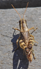 Melanoplus lakinus