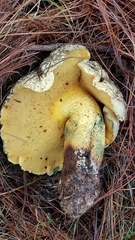 Buchwaldoboletus